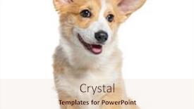  Presentation with welsh - Presentation design enhanced with happy-sitting-puppy-welsh-corgi background and a lemonade colored foreground