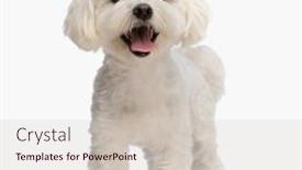  Presentation with puppy - Slides with happy-small-bichon-puppy-sticking and a soft green colored foreground