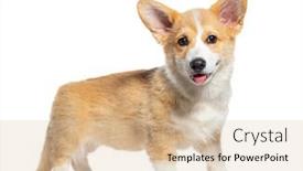  Presentation with welsh - Slides enhanced with happy-standing-and-panting-puppy background and a lemonade colored foreground