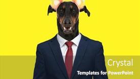  Presentation with navy blue - Slide deck consisting of happy-teckel-dachshund-dog background and a wine colored foreground