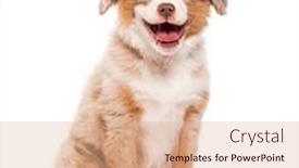  Presentation with old dog - PPT theme featuring happy-three-months-old-puppy background and a coral colored foreground