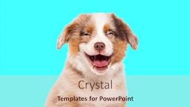  Presentation with old dog - Presentation theme having happy-three-months-old-puppy background and a lemonade colored foreground