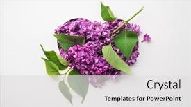  Presentation with heart flowers - Beautiful presentation design featuring happy valentine's day card backdrop and a light gray colored foreground