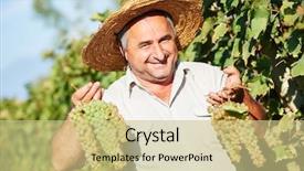  Presentation with grape - Cool new slide deck with happy vintner with grape bunch backdrop and a soft green colored foreground