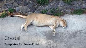  Presentation with rest - PPT theme having happy-well-fed-lioness-having background and a light gray colored foreground