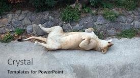  Presentation with rest - Audience pleasing slide set consisting of happy-well-fed-lioness-having backdrop and a light gray colored foreground