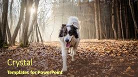  Presentation with foggy forest - Presentation theme with happy-white-dog-playing background and a tawny brown colored foreground