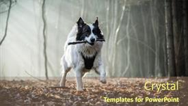  Presentation with foggy forest - Presentation design featuring happy-white-dog-playing background and a violet colored foreground