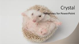  Presentation with hug - Amazing theme having happy white hedgehog wants backdrop and a light gray colored foreground