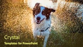  Presentation with dog cat sunset - Colorful PPT theme enhanced with happy-white-shepherd-dog-swimming backdrop and a tawny brown colored foreground