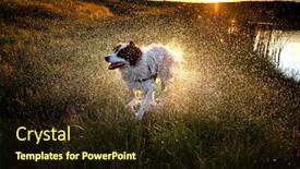  Presentation with swimming - PPT theme featuring happy-white-shepherd-dog-swimming background and a wine colored foreground