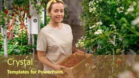  Presentation with vertical farm - Slide set enhanced with happy-young-female-worker background and a tawny brown colored foreground