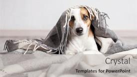  Presentation with russell - Theme consisting of happy-young-jack-russell-terrier background and a light gray colored foreground