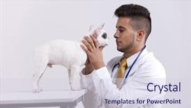  Presentation with boston - Presentation theme with happy young vet holding a boston terrier dog background and a sky blue colored foreground