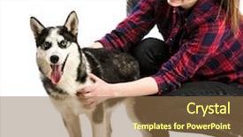  Presentation with husky - Presentation theme enhanced with happy young women with her puppy husky in the studio isolated on white background and a tawny brown colored foreground