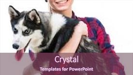  Presentation with husky - Theme having happy young women with her puppy husky in the studio isolated on white background background and a violet colored foreground