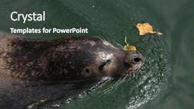  Presentation with animal - Presentation consisting of harbor-seal-phoca-vitulina background and a tawny brown colored foreground