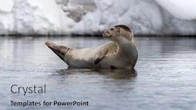  Presentation with antique parchment wax seal - Cool new slide deck with harbour-seal-in-the-shallow backdrop and a light gray colored foreground