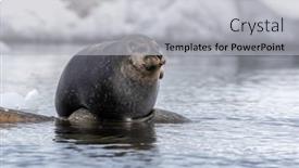  Presentation with north pole - PPT theme enhanced with harbour-seal-phoca-vitulina-hauled background and a light gray colored foreground