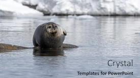  Presentation with north pole - Slide deck featuring harbour-seal-phoca-vitulina-hauled background and a light blue colored foreground