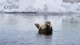  Presentation with north pole - PPT theme with harbour-seal-phoca-vitulina-hauled background and a light blue colored foreground
