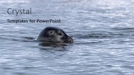  Presentation with north pole - Theme with harbour-seal-phoca-vitulina background and a  colored foreground