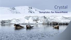  Presentation with north pole - PPT layouts consisting of harbour-seals-phoca-vitulina-hauled background and a light blue colored foreground