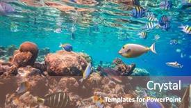  Presentation with tropical reef fish - Slide deck featuring hard and soft coral background and a coral colored foreground