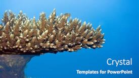  Presentation with coral - Audience pleasing theme consisting of hard-coral-and-horseshoe-howkfish backdrop and a teal colored foreground