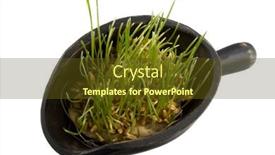  Presentation with primitive - Amazing presentation theme having hard red winter wheat grain sprouting on a primitive wooden scoop isolated on white backdrop and a tawny brown colored foreground