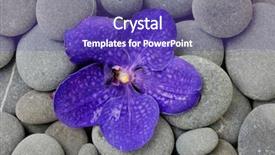  Presentation with orchid - Amazing slide deck having hard rock group - purple orchid on pebbles background backdrop and a violet colored foreground