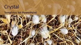  Presentation with white torn paper on gray - Audience pleasing PPT layouts consisting of closeup of hare's tail backdrop and a gold colored foreground