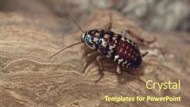  Presentation with wildlife - PPT theme enhanced with harlequin-cockroach-neostylopyga-rhombifolia-wildlife background and a coral colored foreground