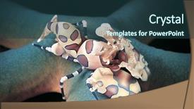  Presentation with shrimp - Presentation consisting of harlequin shrimp hymenocera picta feeding background and a tawny brown colored foreground