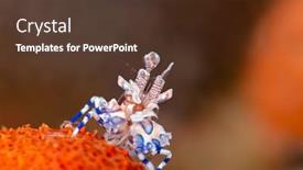  Presentation with shrimp - Amazing presentation theme having harlequin-shrimp-rests-atop backdrop and a tawny brown colored foreground