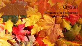  Presentation with maple leaves - Presentation design enhanced with harmony colors - autumn maple leaves background and a crimson colored foreground