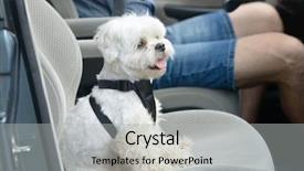  Presentation with safe - Colorful slides enhanced with harness to keep him safe backdrop and a light gray colored foreground