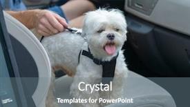  Presentation with car - Presentation theme consisting of harness to keep him safe background and a gray colored foreground