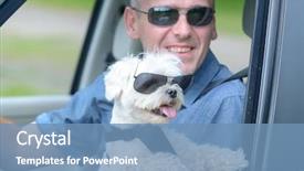  Presentation with dog - Beautiful slide set featuring harness to keep him safe backdrop and a teal colored foreground