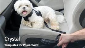  Presentation with safe - Presentation theme consisting of harness to keep him safe background and a wine colored foreground