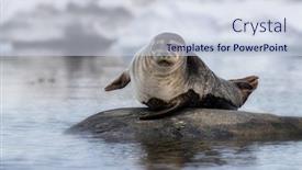  Presentation with north pole - Presentation design consisting of harour-seal-phoca-vitulina background and a lemonade colored foreground