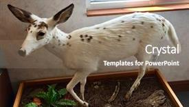  Presentation with national organization - Slide deck enhanced with harriet tubman underground railroad national background and a  colored foreground