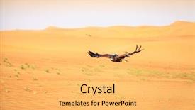  Presentation with flying hawk - Beautiful slides featuring harris hawk flying over dunes backdrop and a yellow colored foreground