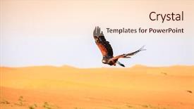  Presentation with flying hawk - Beautiful presentation theme featuring harris hawk flying over dunes backdrop and a lemonade colored foreground