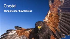  Presentation with hawk - Colorful presentation theme enhanced with harris hawk parabuteo unicinctus backdrop and a ocean colored foreground