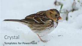  Presentation with sparrow - Amazing PPT theme having harris-s-sparrow-eating-sunflower backdrop and a sky blue colored foreground