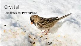  Presentation with sparrow - Presentation having harris-s-sparrow-in-snow background and a white colored foreground