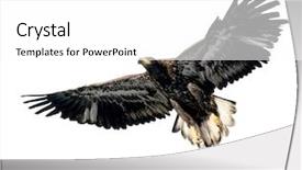  Presentation with hawk - Amazing presentation design having harris's hawk isolated on white backdrop and a white colored foreground