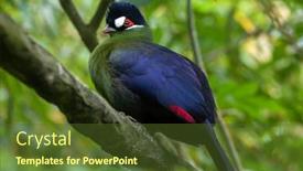  Presentation with wildlife - Presentation having hartlaub-s-turaco-tauraco-hartlaubi background and a tawny brown colored foreground