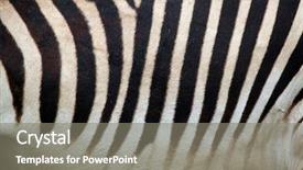  Presentation with mountain - Colorful presentation theme enhanced with hartmannae skin texture wildlife animal backdrop and a gray colored foreground